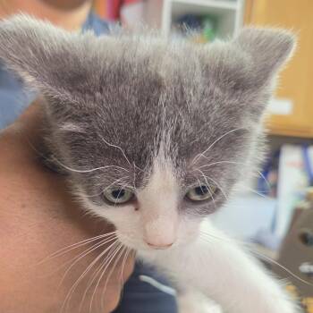 Cruiser -  Domestic Short Hair Cat for Adoption in Leander, Texas - Cruiser | PetCurious