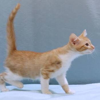 Briar -  Domestic Short Hair Cat for Adoption in Maynardville, Tennessee - Briar | PetCurious