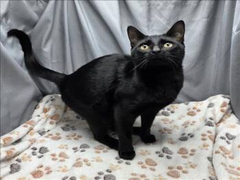 Rescue Domestic Short Hair Cats for Adoption in Grovetown, Georgia - A118820 | PetCurious