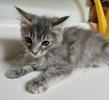 Harriet -  Domestic Medium Hair Cat for Adoption in Dyersburg, Tennessee - Harriet | PetCurious