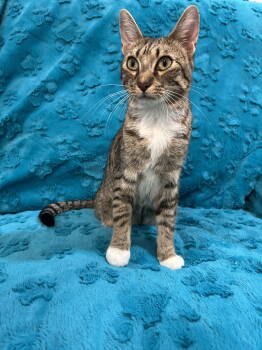 Rescue Domestic Short Hair and Tabby Cats for Adoption in Dickinson, Texas - Alan | PetCurious