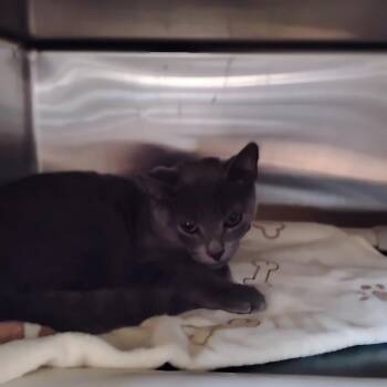 Fluffernutter (Bonded w/ Little Pete) -  Domestic Short Hair Cat for Adoption - Fluffernutter (Bonded W/ Little Pete) | PetCurious