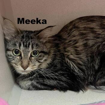 Meeka 260370 -  Domestic Medium Hair Cat for Adoption in Gladstone, Michigan - Meeka 260370 | PetCurious