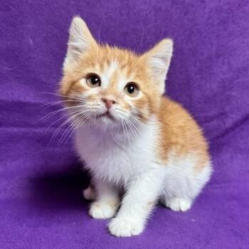 Elmer -  Domestic Short Hair Cat for Adoption in Waterloo, Iowa - Elmer | PetCurious