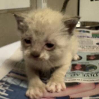 Domestic Short Hair Cats Available for Adoption in Yuma, Arizona - Justin Bieber | PetCurious