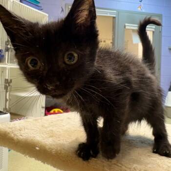 Rescue Domestic Short Hair Cats for Adoption in Windsor, Virginia - Tulip | PetCurious