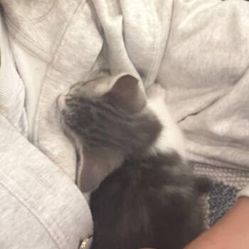 Twix -  Domestic Short Hair Cat Available for Adoption in Nashville, Tennessee - Twix | PetCurious