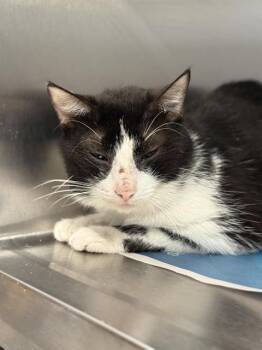 Domestic Short Hair Cats Available for Adoption in Dallas, Texas - MIKE MIKE | PetCurious