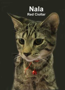 Nala Dri. (sweet sister to Lola, Luna, Moon, & Simba) -  Domestic Short Hair and Tabby Cat for Adoption in Stowe, Pennsylvania - Nala Dri. (sweet Sister To Lola, Luna, Moon, & Simba) | PetCurious