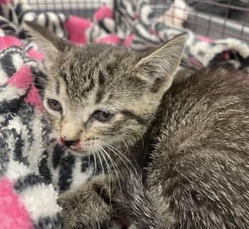 CANTALOUPE -  Domestic Short Hair Cat for Adoption in Fort Lauderdale, Florida - CANTALOUPE | PetCurious