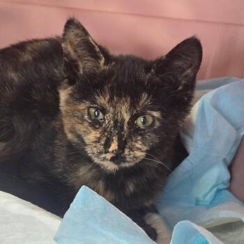 Splash -  Domestic Short Hair Cat for Adoption in Newark, New Jersey - Splash | PetCurious