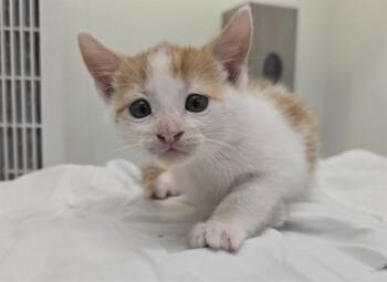 Domestic Short Hair Cats Available for Adoption in Fort Lauderdale, Florida - A2475407 | PetCurious