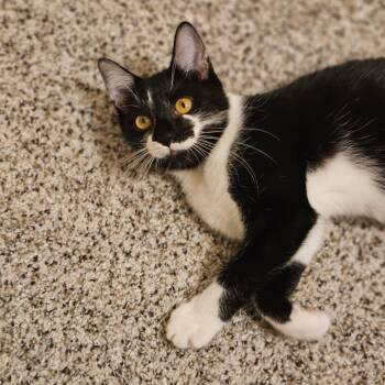 Henrietta -  Domestic Short Hair Cat for Adoption in Fort Worth, Texas - Henrietta | PetCurious