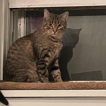 Domestic Short Hair Cats Available for Adoption - Chrissy | PetCurious