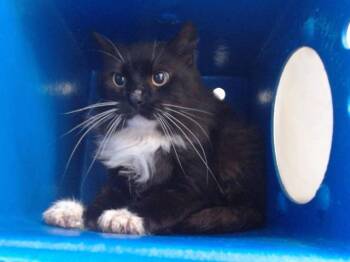 Domestic Medium Hair Cats Available for Adoption - A589885 | PetCurious