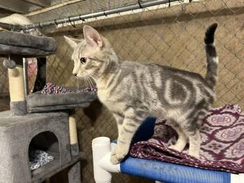 Domestic Short Hair Cats Available for Adoption - Ross (BONDED PAIR) | PetCurious