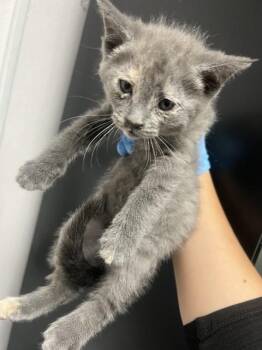 NOVA JADE -  Domestic Short Hair Cat for Adoption in San Bernardino, California - NOVA JADE | PetCurious