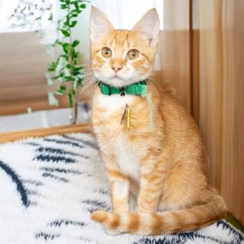 NIKO -  Domestic Short Hair Cat for Adoption in St. Louis, Missouri - NIKO | PetCurious