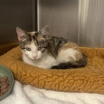 Domestic Short Hair Cats Available for Adoption - Kazoo | PetCurious