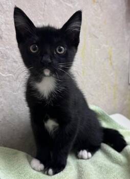 Frankie -  Domestic Short Hair Cat for Adoption in Honolulu, Hawaii - Frankie | PetCurious
