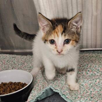 Saffron -  Domestic Short Hair Cat for Adoption in Oneonta, New York - Saffron | PetCurious