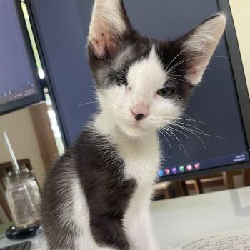 Winky -  Domestic Short Hair Cat for Adoption in Bloomington, Illinois - Winky | PetCurious