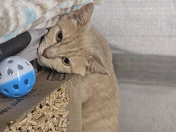 Rescue Domestic Short Hair Cats for Adoption in Edison, New Jersey - Helix | PetCurious
