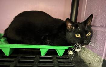 Rebel -  Domestic Short Hair Cat for Adoption in Cedar Rapids, Iowa - Rebel | PetCurious