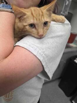 Holler -  Domestic Short Hair Cat for Adoption in Sevierville, Tennessee - Holler | PetCurious
