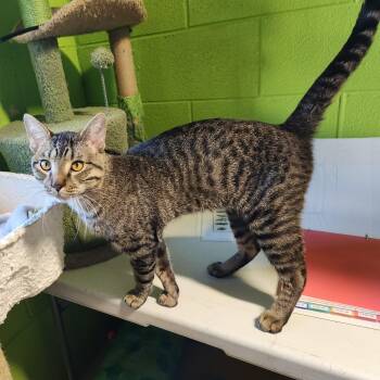 Amir -  Domestic Short Hair and Tabby Cat for Adoption in Bolingbrook, Illinois - Amir | PetCurious