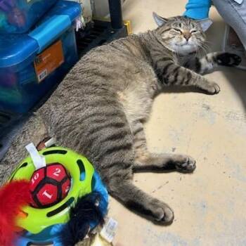 Domestic Short Hair Cats Available for Adoption - Enrique | PetCurious