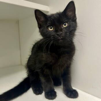 Kate -  Domestic Short Hair Cat for Adoption in Saint Joseph, Missouri - Kate | PetCurious