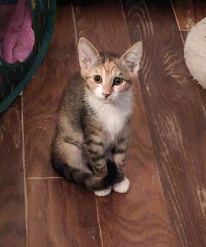 Lucy 11.22.23 -  Domestic Short Hair Cat for Adoption in Apopka, Florida - Lucy 11.22.23 | PetCurious