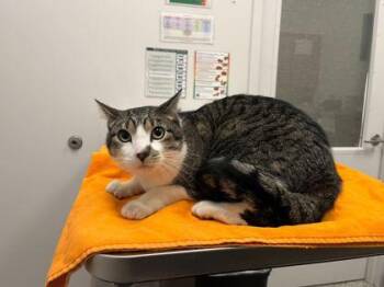 Buddy Valastro -  Domestic Short Hair Cat for Adoption in Kansas City, Missouri - Buddy Valastro | PetCurious