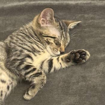 Goodyear -  Domestic Short Hair Cat for Adoption in Durham, North Carolina - Goodyear | PetCurious