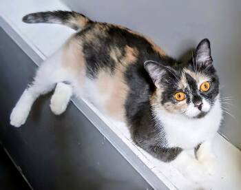 Venus -  Calico Cat for Adoption in Hamilton, Ontario - Venus | PetCurious