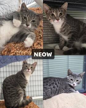 Tabby Cats Available for Adoption - Neow | PetCurious