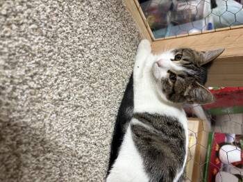 Rescue Domestic Short Hair Cats for Adoption in Faribault, Minnesota - Willow | PetCurious