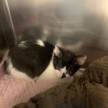Grasshopper -  Domestic Short Hair Cat for Adoption in West Palm Beach, Florida - Grasshopper | PetCurious
