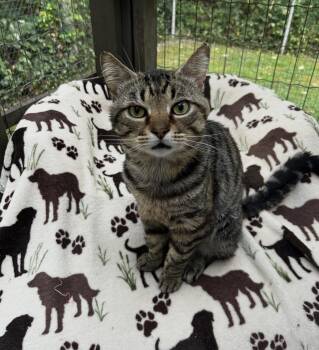Excel -  Domestic Short Hair Cat for Adoption in Maple Ridge, British Columbia - Excel | PetCurious