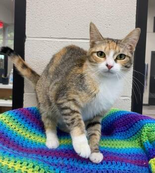 Destiny -  Domestic Short Hair Cat for Adoption in Dalton, Georgia - Destiny | PetCurious