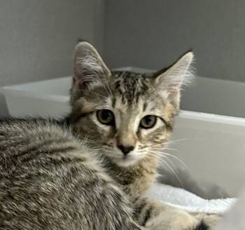 Domestic Short Hair Cats Available for Adoption in Stratham, New Hampshire - Mr. Bodine | PetCurious