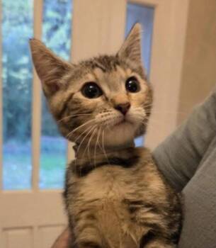 Opal -  Domestic Short Hair Cat for Adoption in Eugene, Oregon - Opal | PetCurious