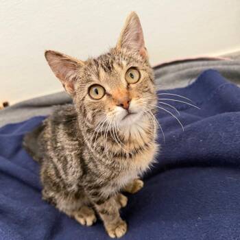 Tatonka -  Domestic Short Hair Cat for Adoption in Milford, Iowa - Tatonka | PetCurious