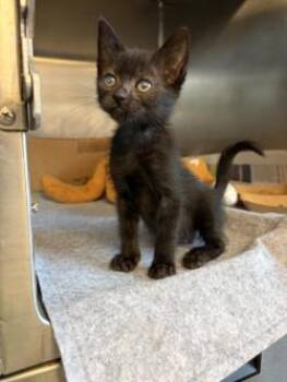 Persimmon -  Domestic Short Hair Cat for Adoption in Honolulu, Hawaii - Persimmon | PetCurious