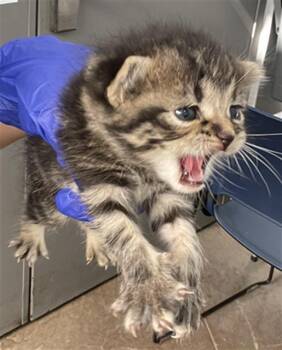 Domestic Short Hair Cats Available for Adoption in Dallas, Texas - MIMI | PetCurious