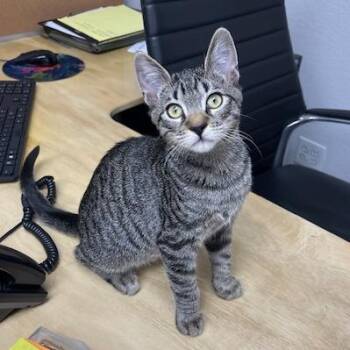 Elvis -  Domestic Short Hair Cat for Adoption in Pleasant Hill, California - Elvis | PetCurious