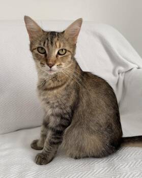 Trix -  Domestic Medium Hair Cat for Adoption in New Orleans, Louisiana - Trix | PetCurious