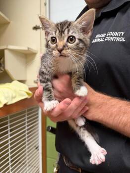 Ruby -  Domestic Short Hair Cat for Adoption in Troy, Ohio - Ruby | PetCurious