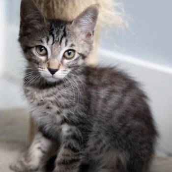 Rescue Domestic Short Hair Cats for Adoption in Los Angeles, California - Ralphie | PetCurious